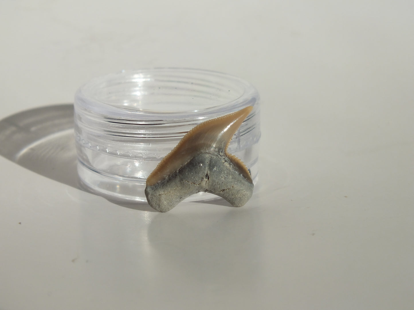 0.84" Physogaleus Contortus Tooth (Lee Creek)