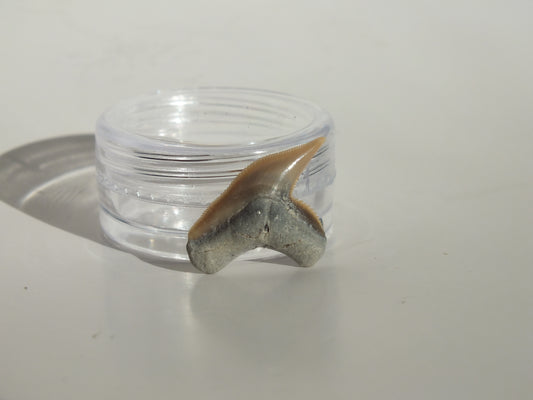 0.84" Physogaleus Contortus Tooth (Lee Creek)