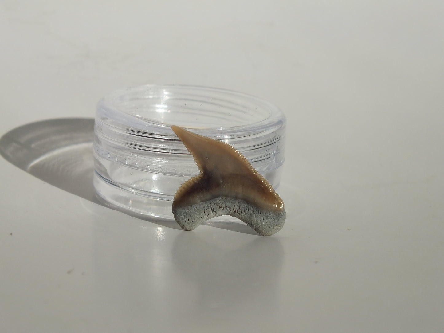 0.84" Physogaleus Contortus Tooth (Lee Creek)