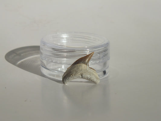 0.68" Physogaleus Contortus Tooth (Lee Creek)