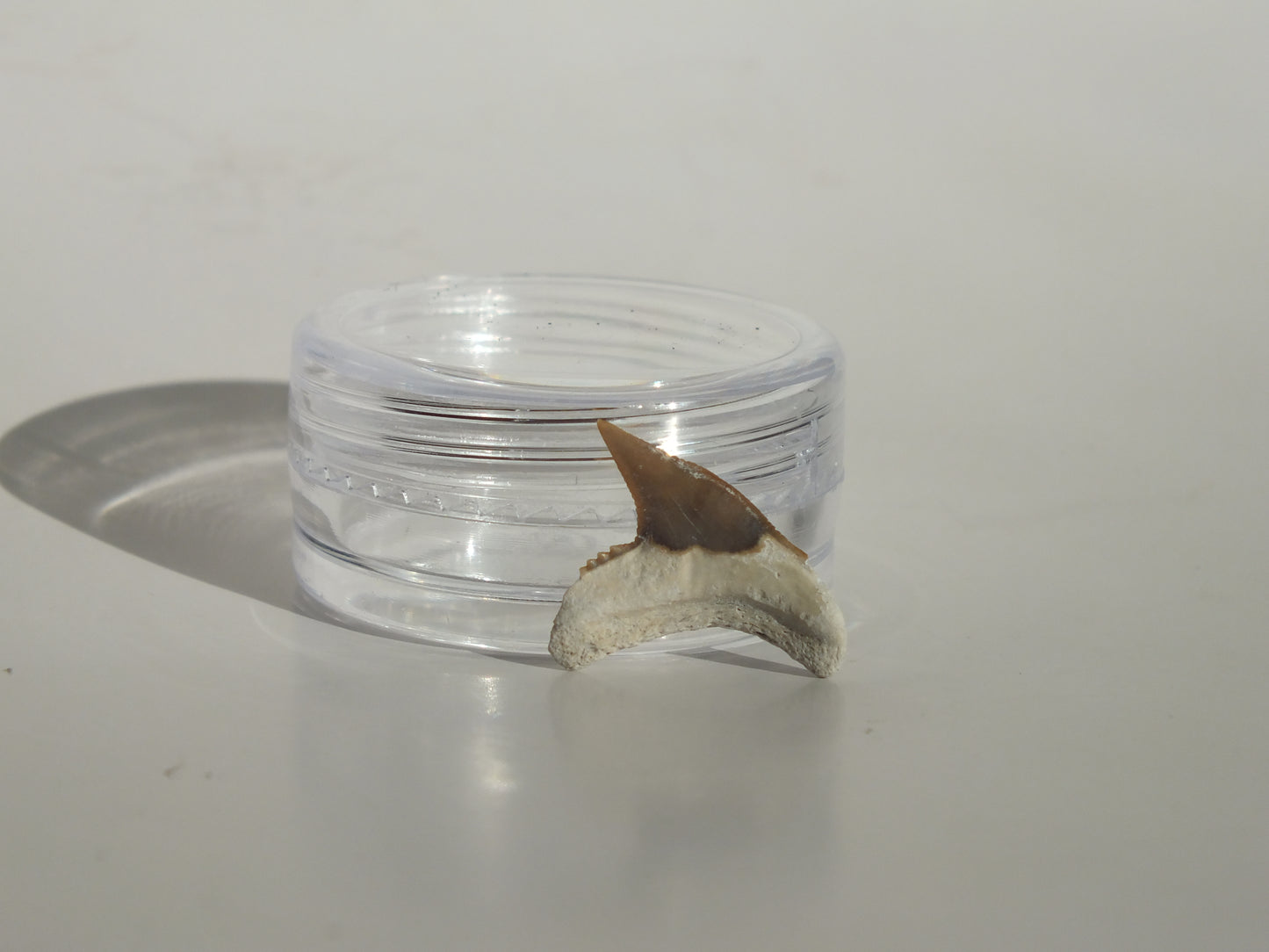 0.68" Physogaleus Contortus Tooth (Lee Creek)