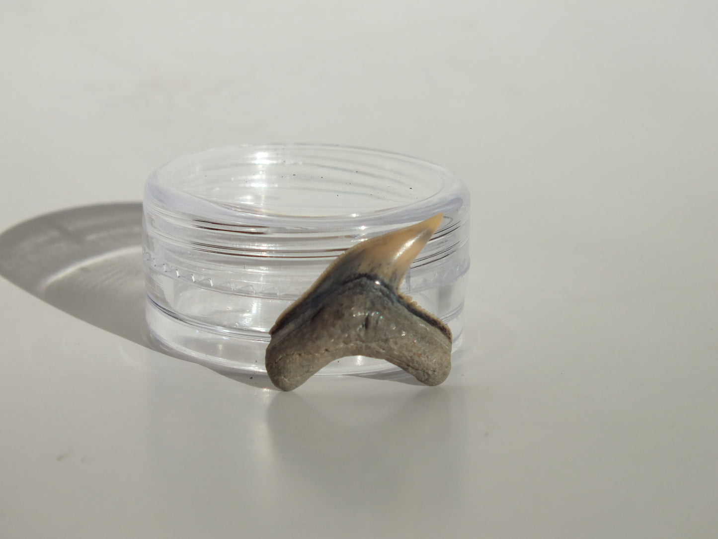 0.77" Physogaleus Contortus Tooth (Lee Creek)