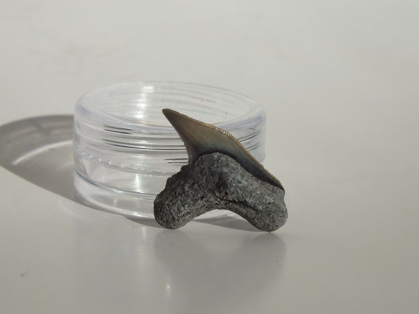 0.92" Physogaleus Contortus Tooth (Lee Creek)