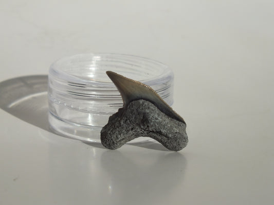 0.92" Physogaleus Contortus Tooth (Lee Creek)