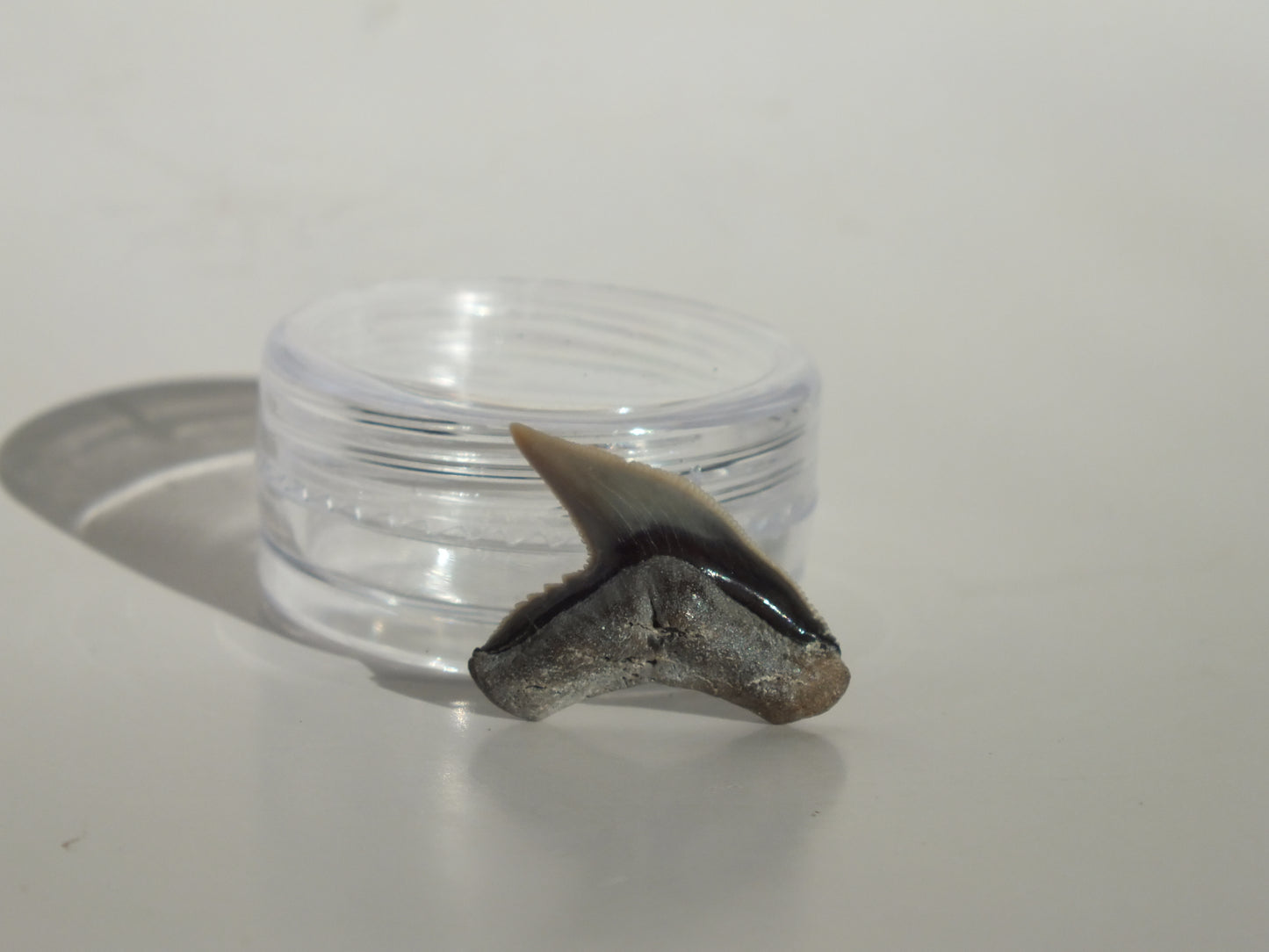 0.82" Physogaleus Contortus Tooth (Lee Creek)