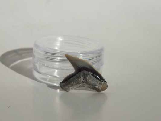 0.82" Physogaleus Contortus Tooth (Lee Creek)