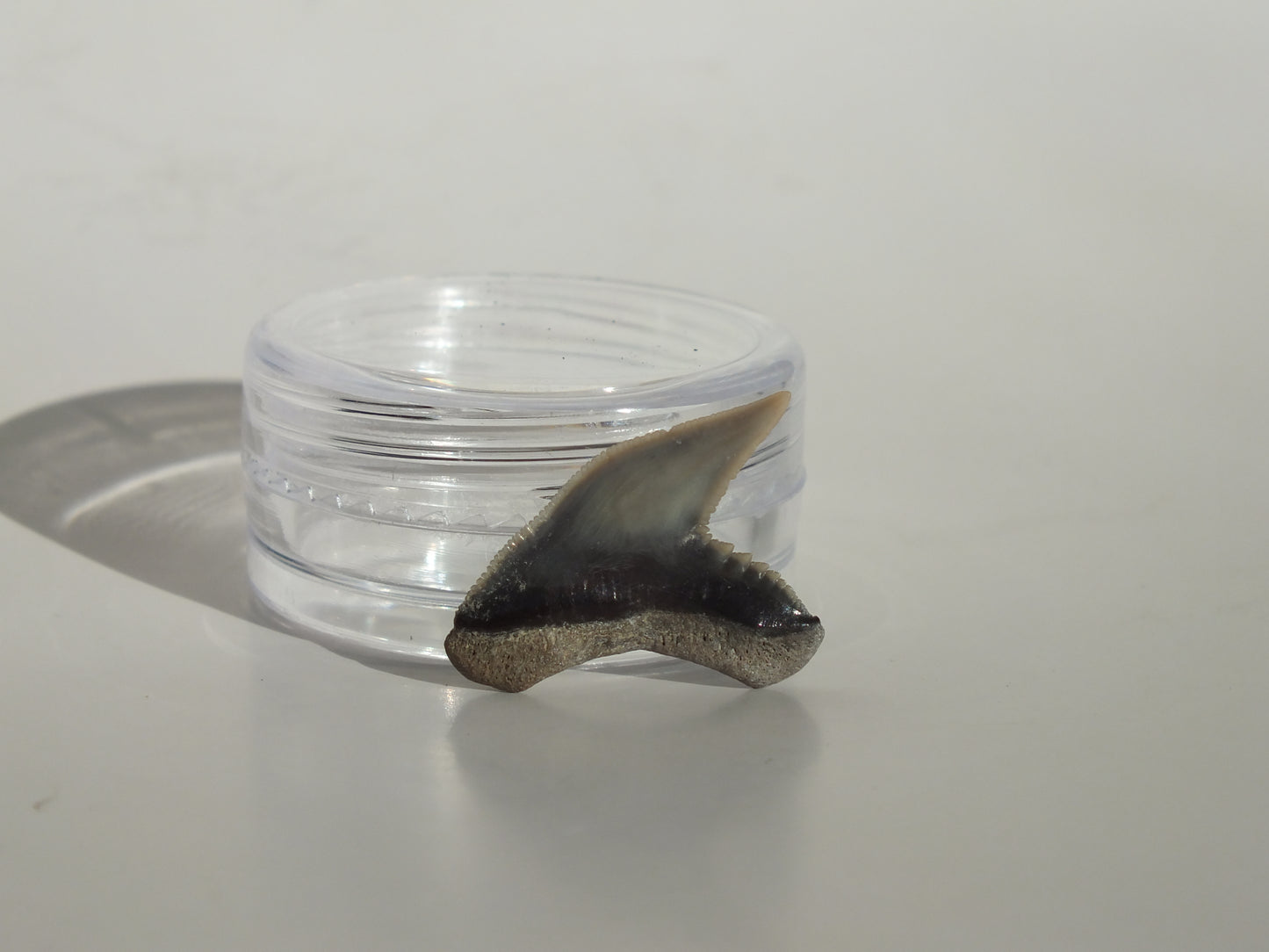 0.82" Physogaleus Contortus Tooth (Lee Creek)