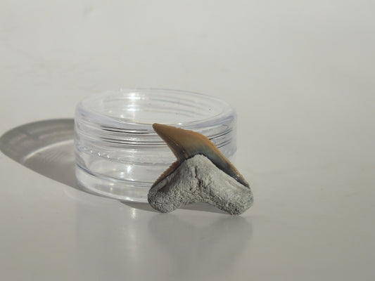 0.85" Physogaleus Contortus Tooth (Lee Creek)