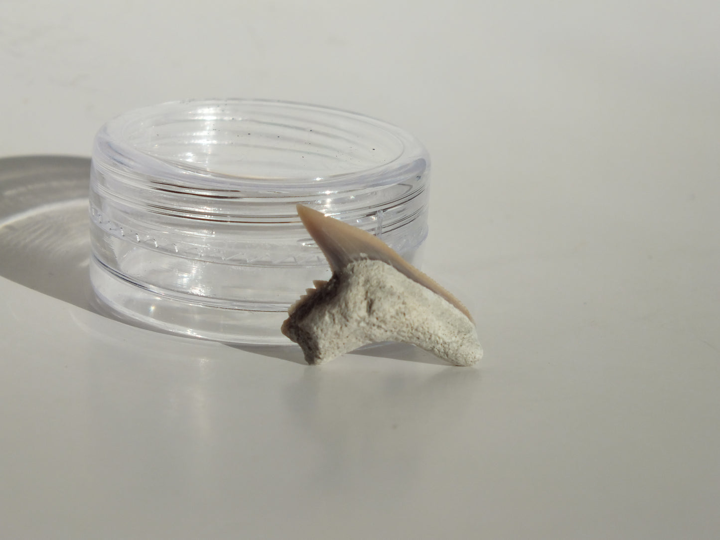 0.76" Physogaleus Contortus Tooth (Lee Creek)