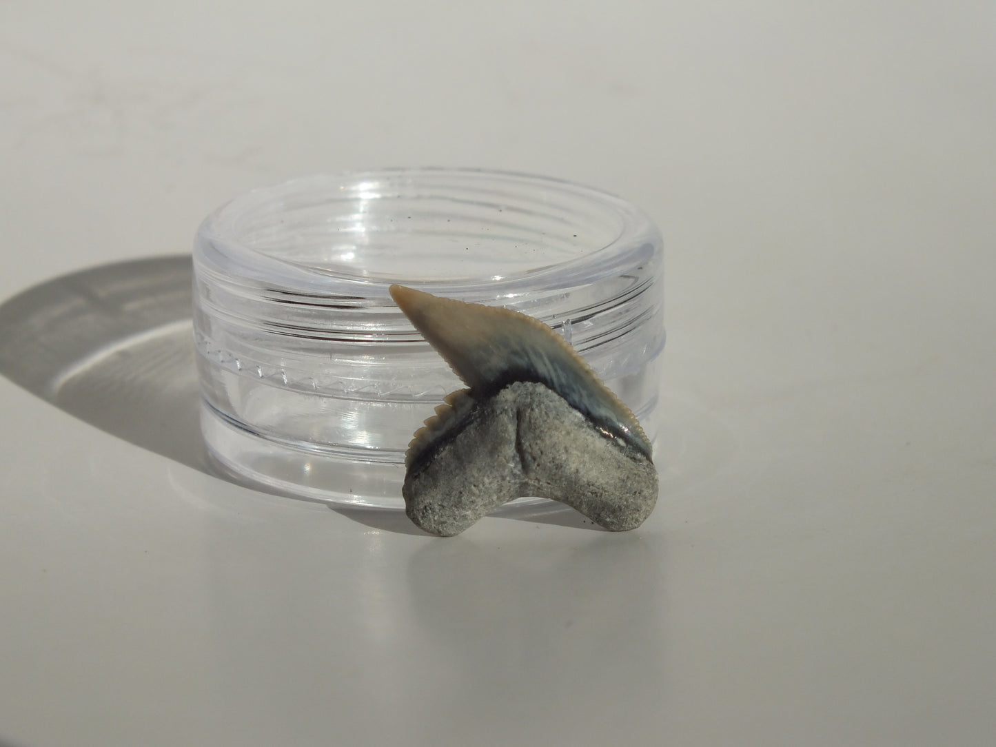 0.78" Physogaleus Contortus Tooth (Lee Creek)