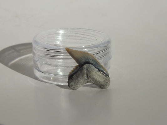 0.78" Physogaleus Contortus Tooth (Lee Creek)