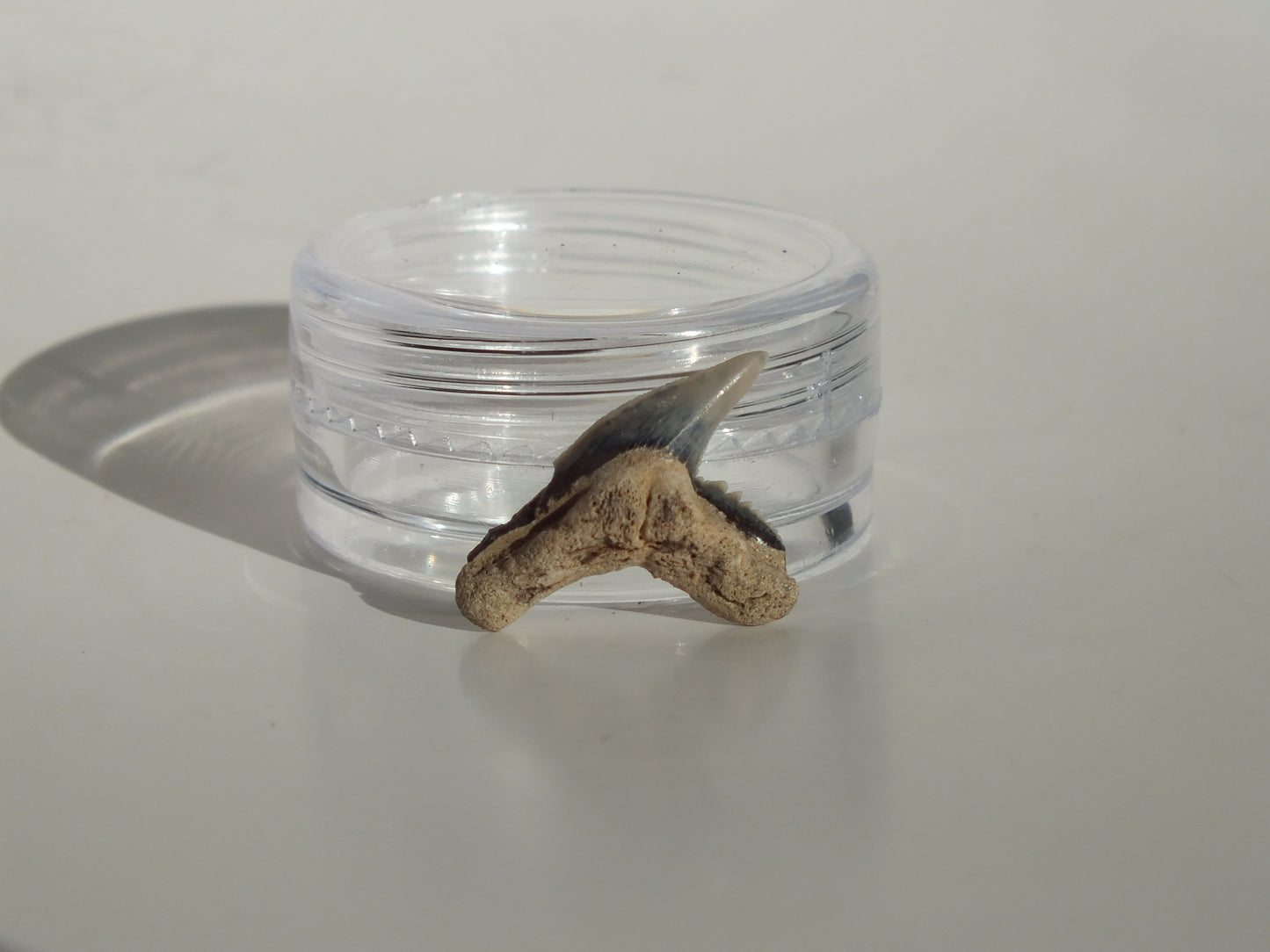 0.73" Physogaleus Contortus Tooth (Lee Creek)