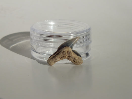 0.73" Physogaleus Contortus Tooth (Lee Creek)