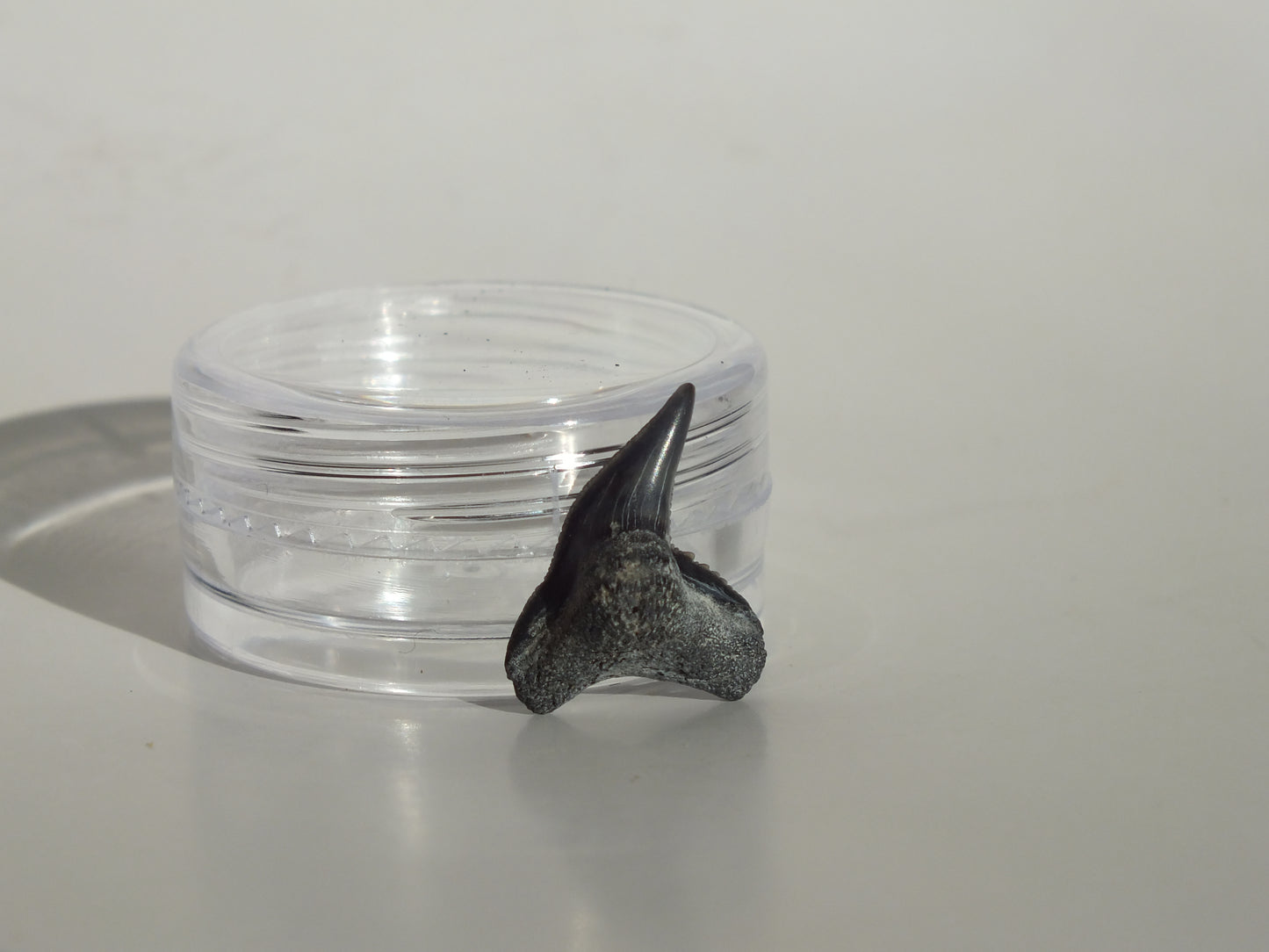 0.67" Physogaleus Contortus Tooth (Lee Creek)