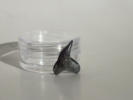 0.67" Physogaleus Contortus Tooth (Lee Creek)