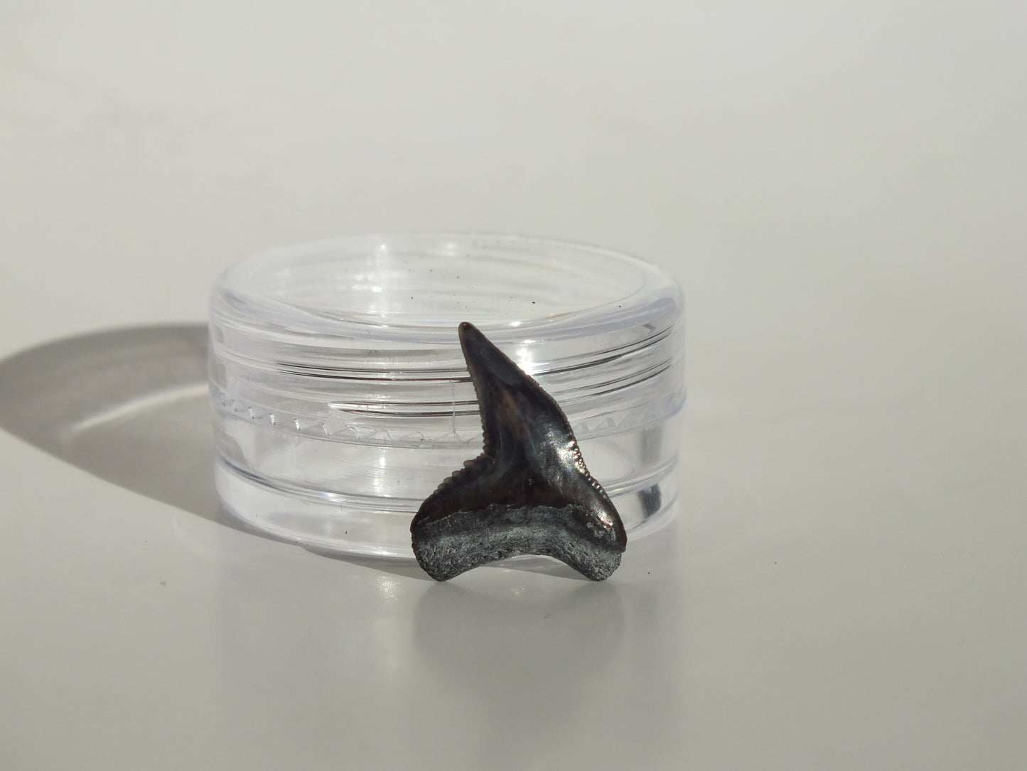 0.67" Physogaleus Contortus Tooth (Lee Creek)