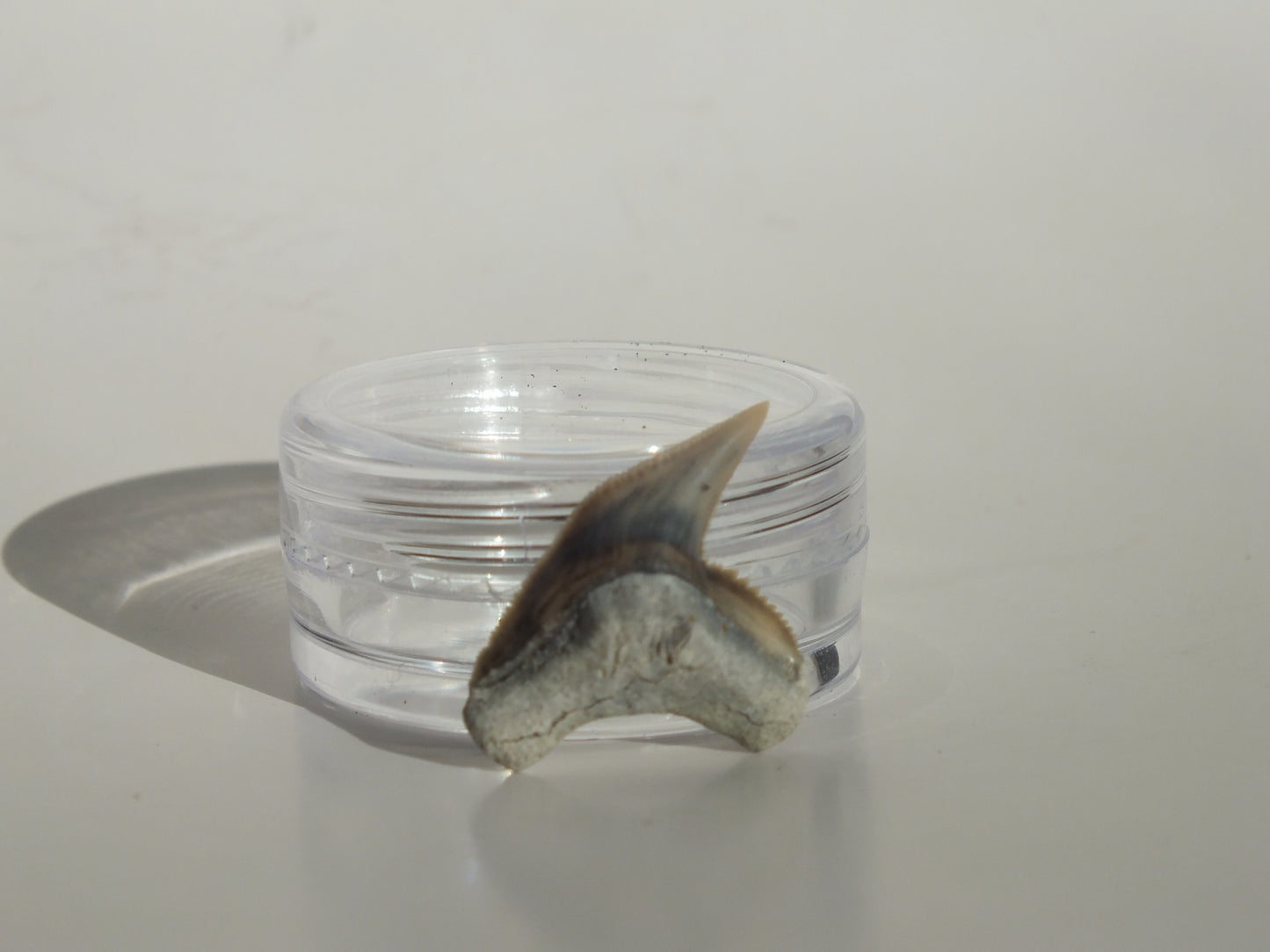 0.84" Physogaleus Contortus Tooth (Lee Creek)