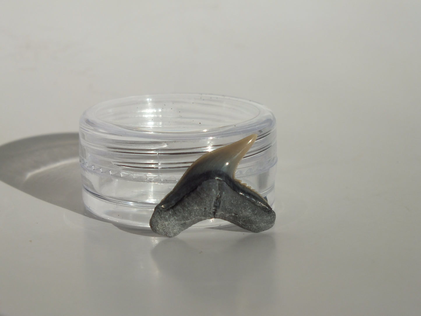 0.77" Physogaleus Contortus Tooth (Lee Creek)