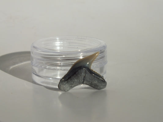 0.77" Physogaleus Contortus Tooth (Lee Creek)