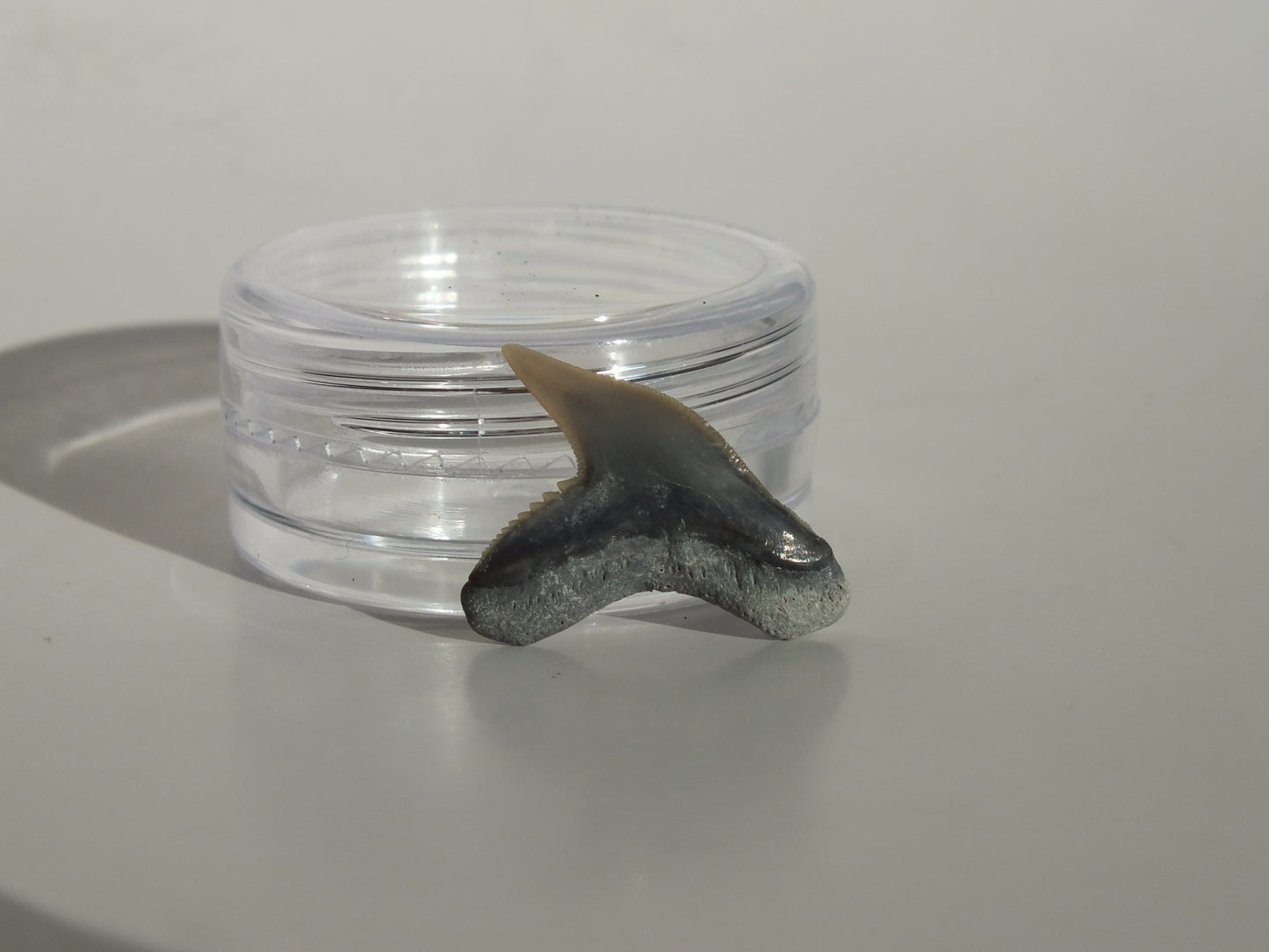 0.77" Physogaleus Contortus Tooth (Lee Creek)