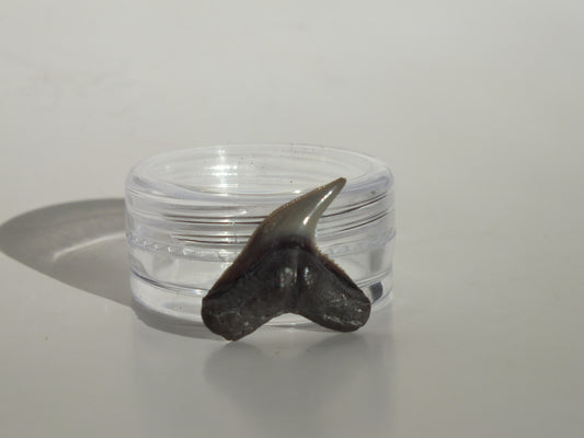 0.83" Physogaleus Contortus Tooth (Lee Creek)