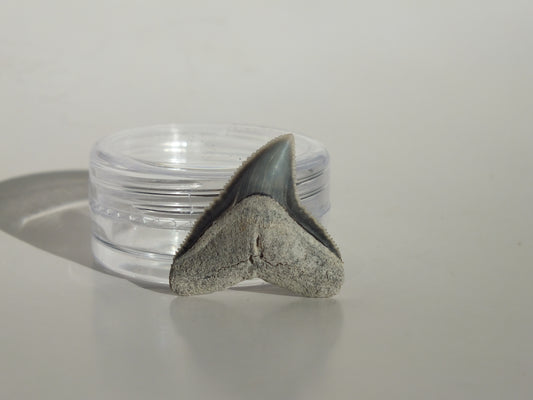 0.88" Dusky Shark Tooth (Lee Creek)