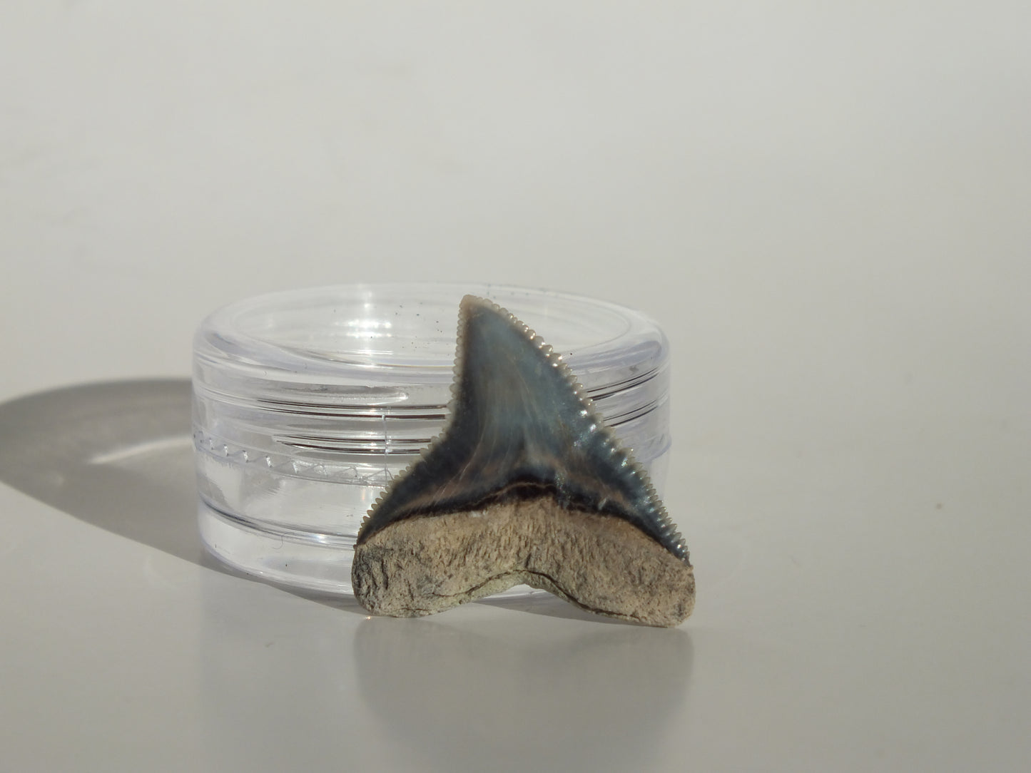0.88" Dusky Shark Tooth (Lee Creek)