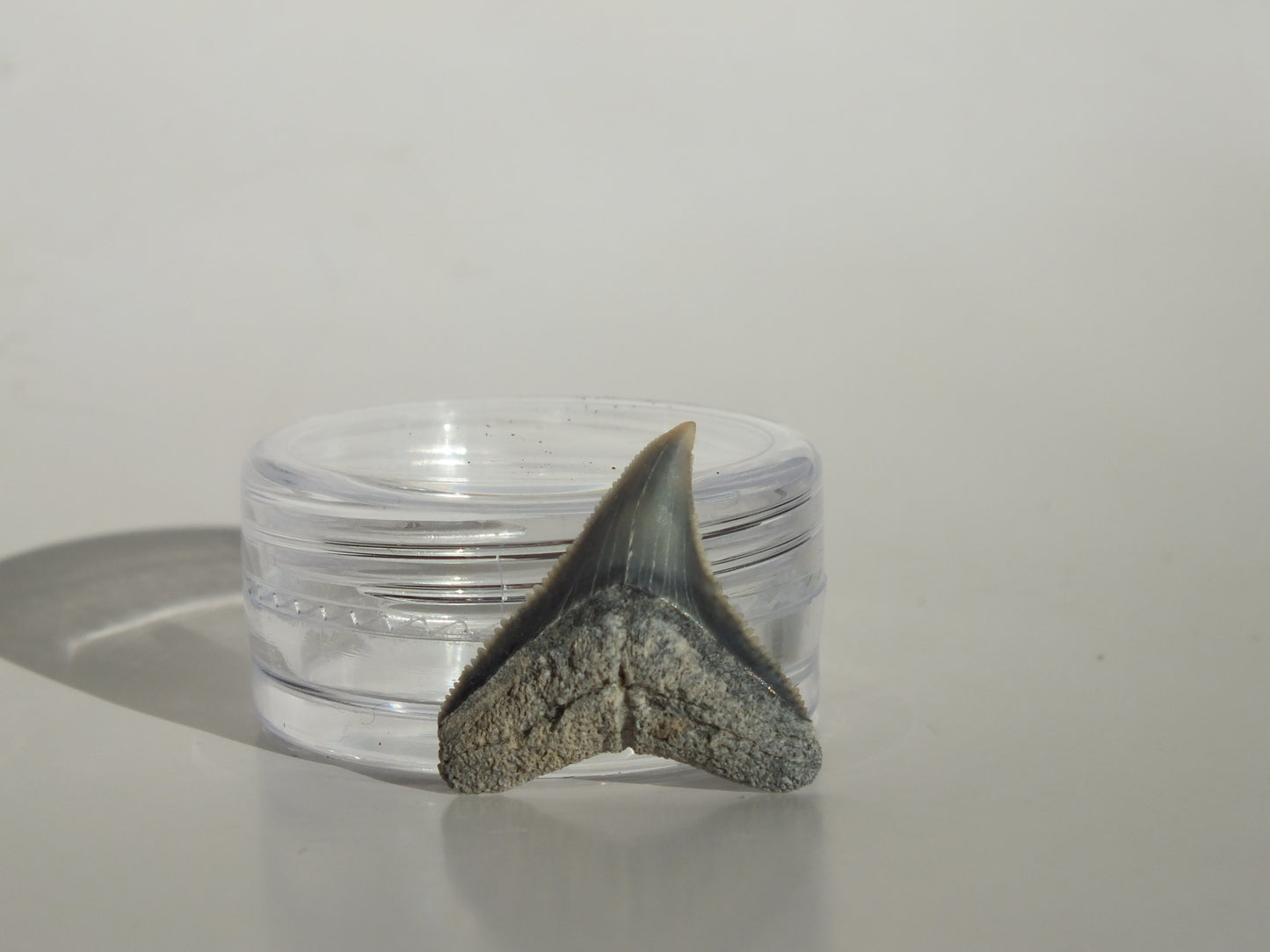 0.81" Dusky Shark Tooth (Lee Creek)