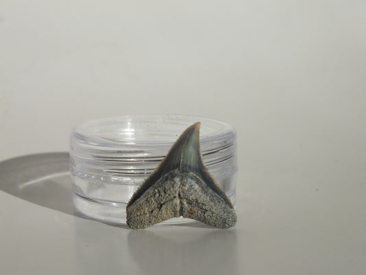 0.81" Dusky Shark Tooth (Lee Creek)
