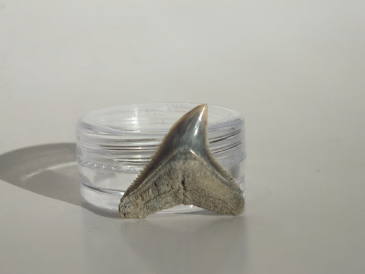 0.9" Dusky Shark Tooth (Lee Creek)