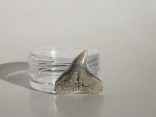 0.8" Dusky Shark Tooth (Lee Creek)