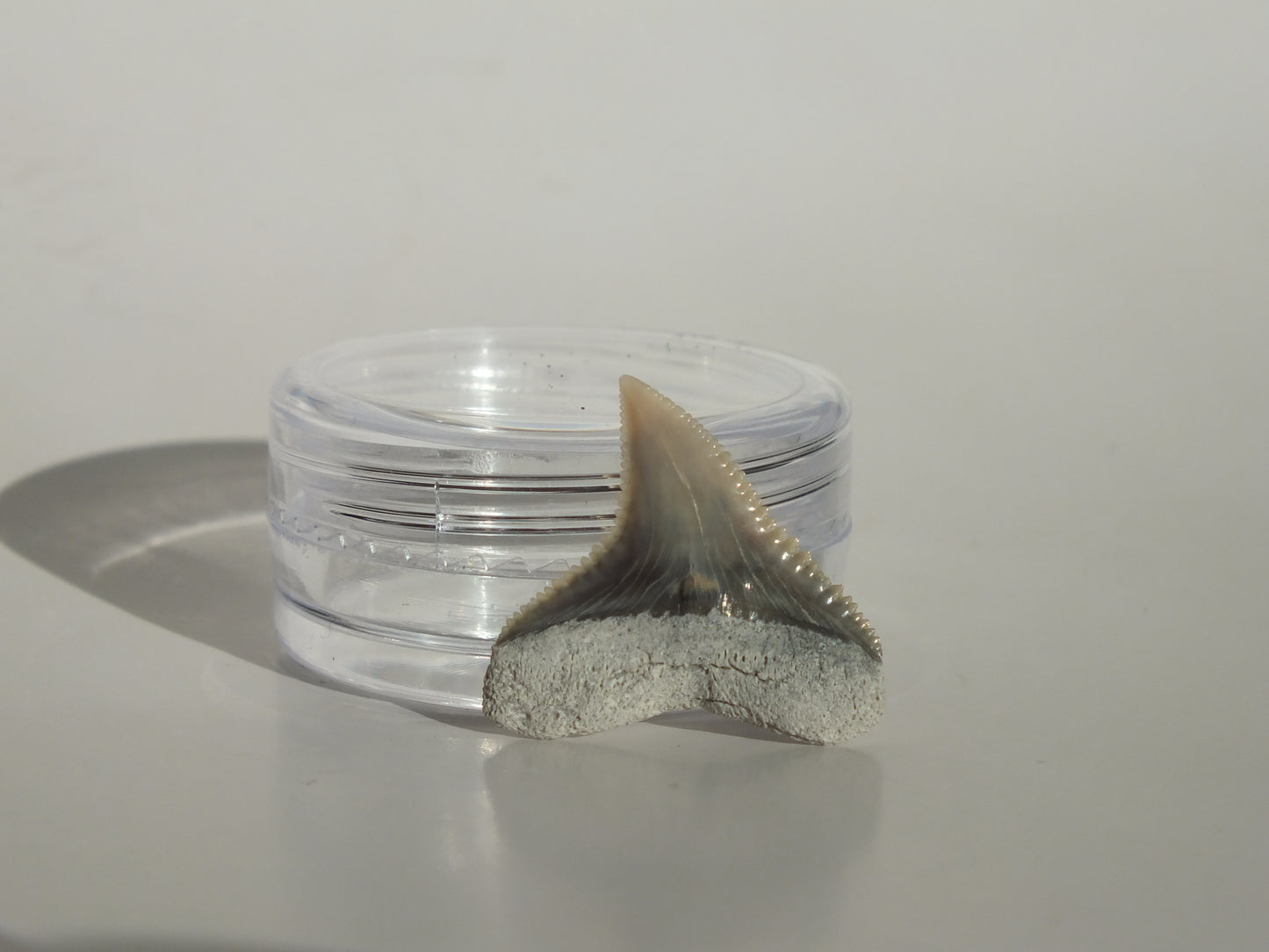 0.8" Dusky Shark Tooth (Lee Creek)