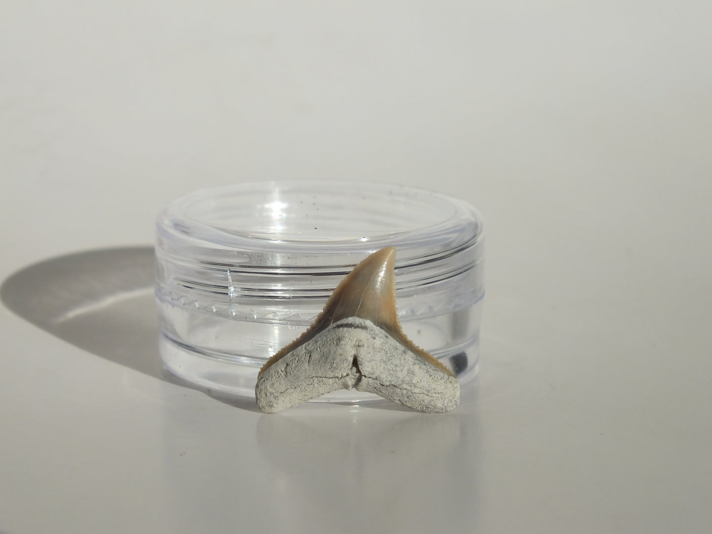 0.7" Dusky Shark Tooth (Lee Creek)