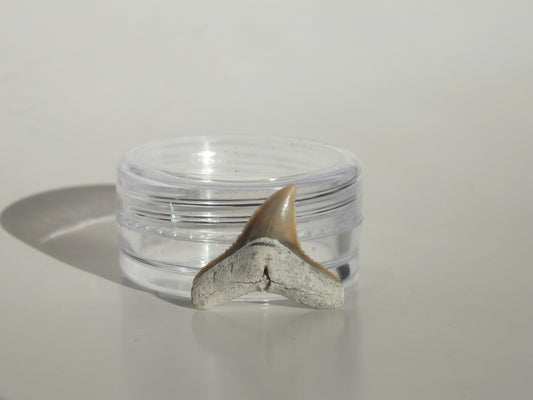 0.7" Dusky Shark Tooth (Lee Creek)