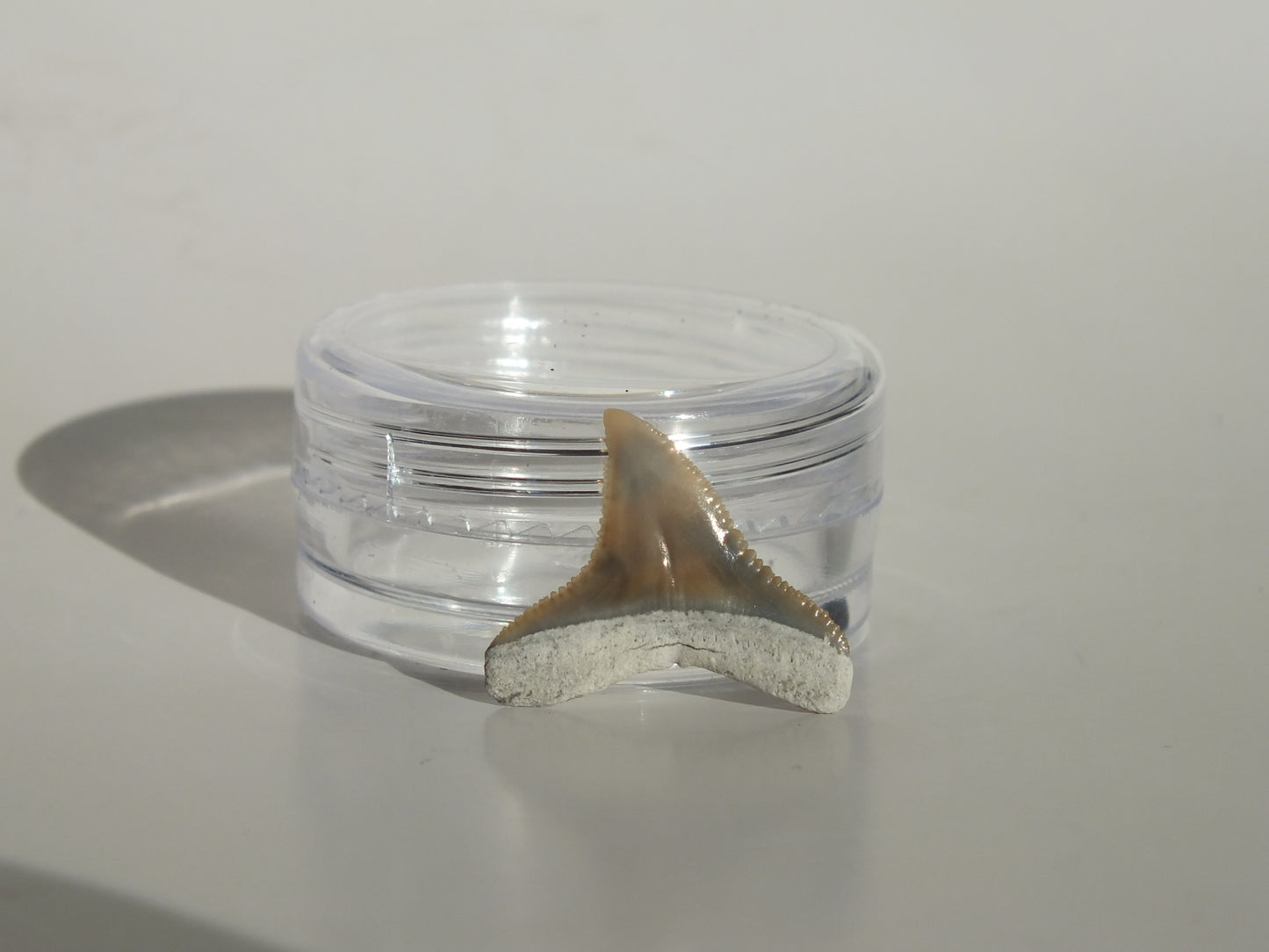 0.7" Dusky Shark Tooth (Lee Creek)