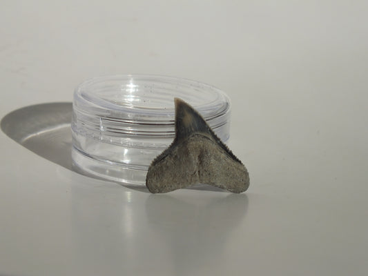 0.8" Dusky Shark Tooth (Lee Creek)