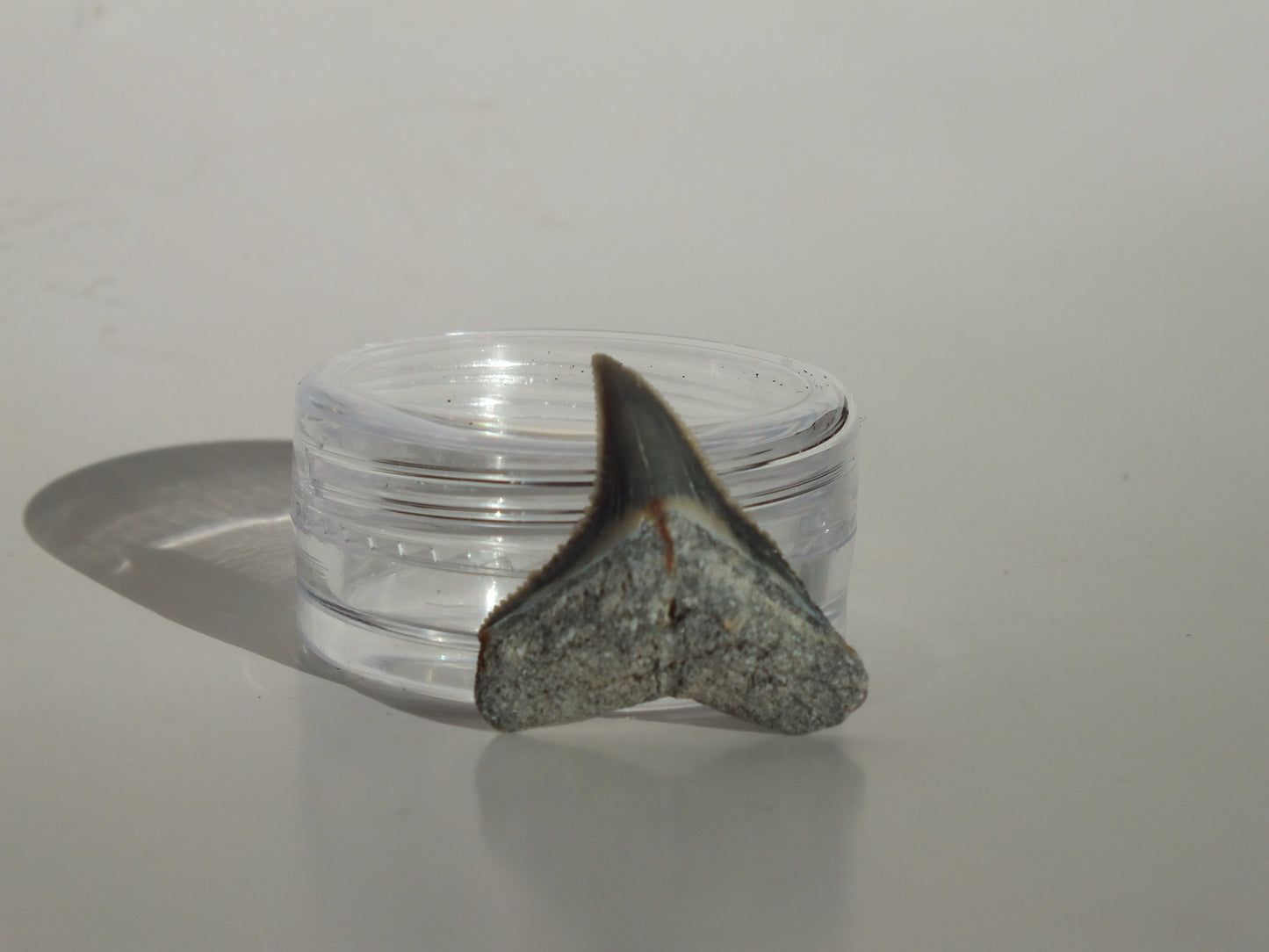 0.84" Dusky Shark Tooth (Lee Creek)