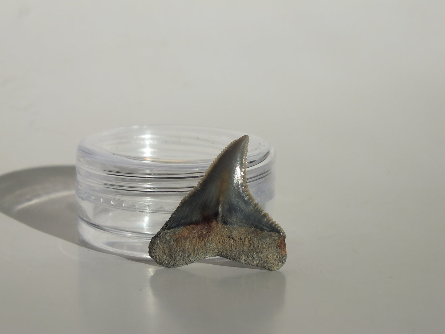 0.84" Dusky Shark Tooth (Lee Creek)
