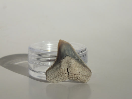 0.91" Dusky Shark Tooth (Lee Creek)