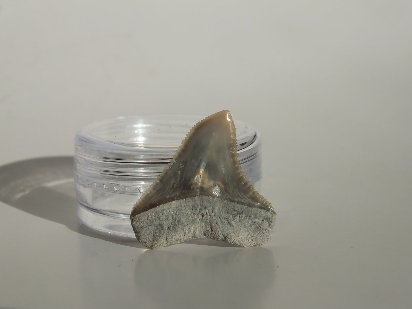 0.91" Dusky Shark Tooth (Lee Creek)