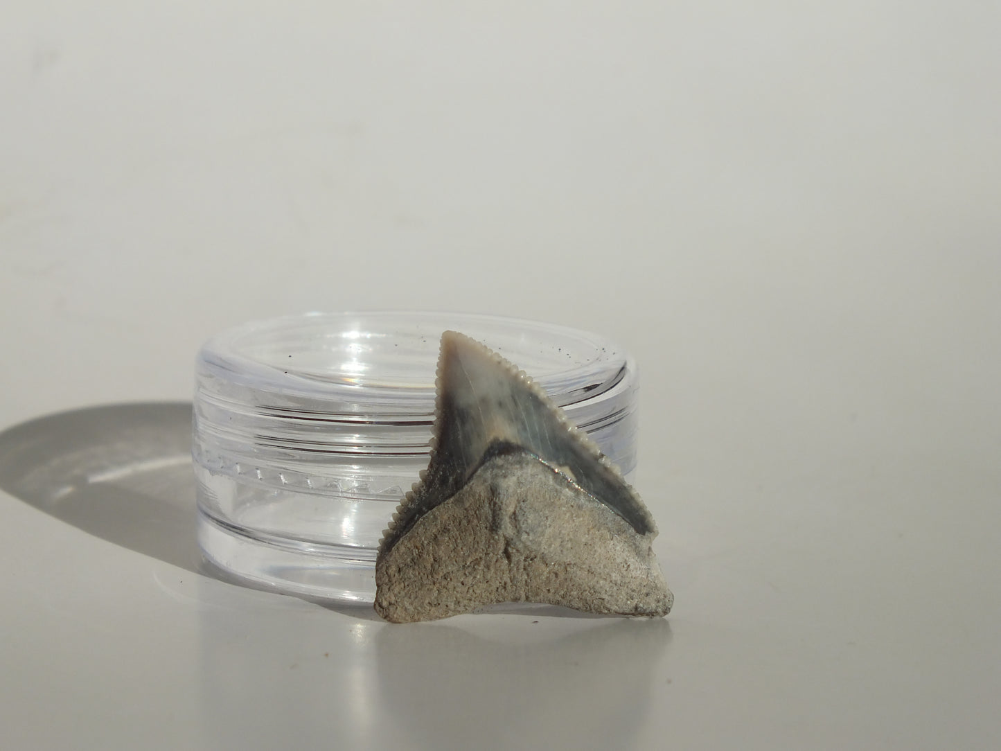 0.88" Dusky Shark Tooth (Lee Creek)