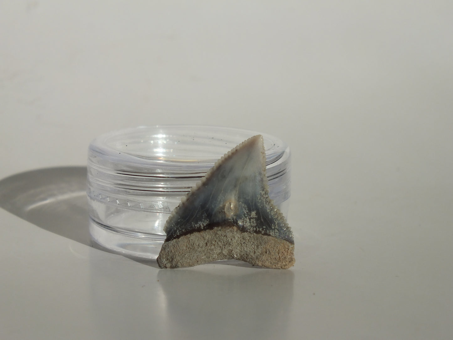 0.88" Dusky Shark Tooth (Lee Creek)