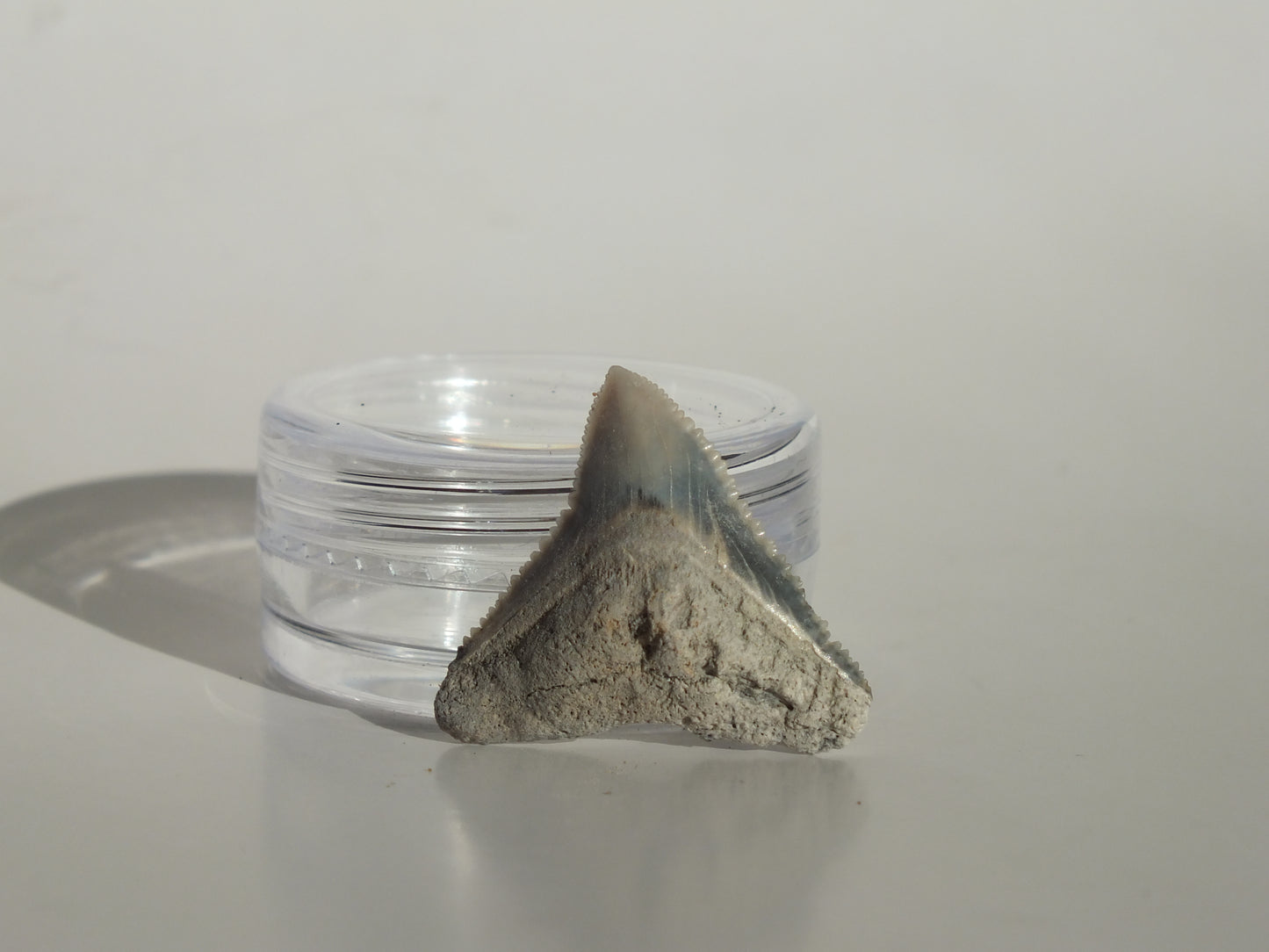 0.86" Dusky Shark Tooth (Lee Creek)