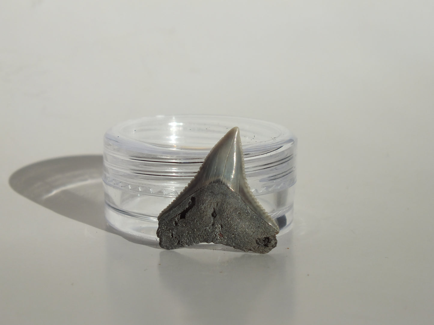 0.79" Dusky Shark Tooth (Lee Creek)