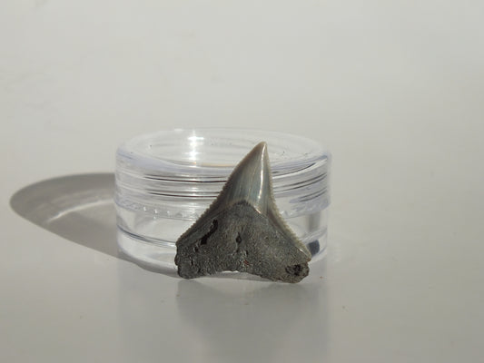 0.79" Dusky Shark Tooth (Lee Creek)