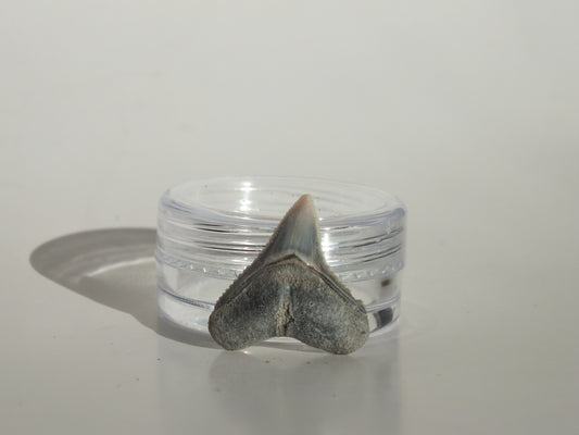 0.76" Dusky Shark Tooth (Lee Creek)