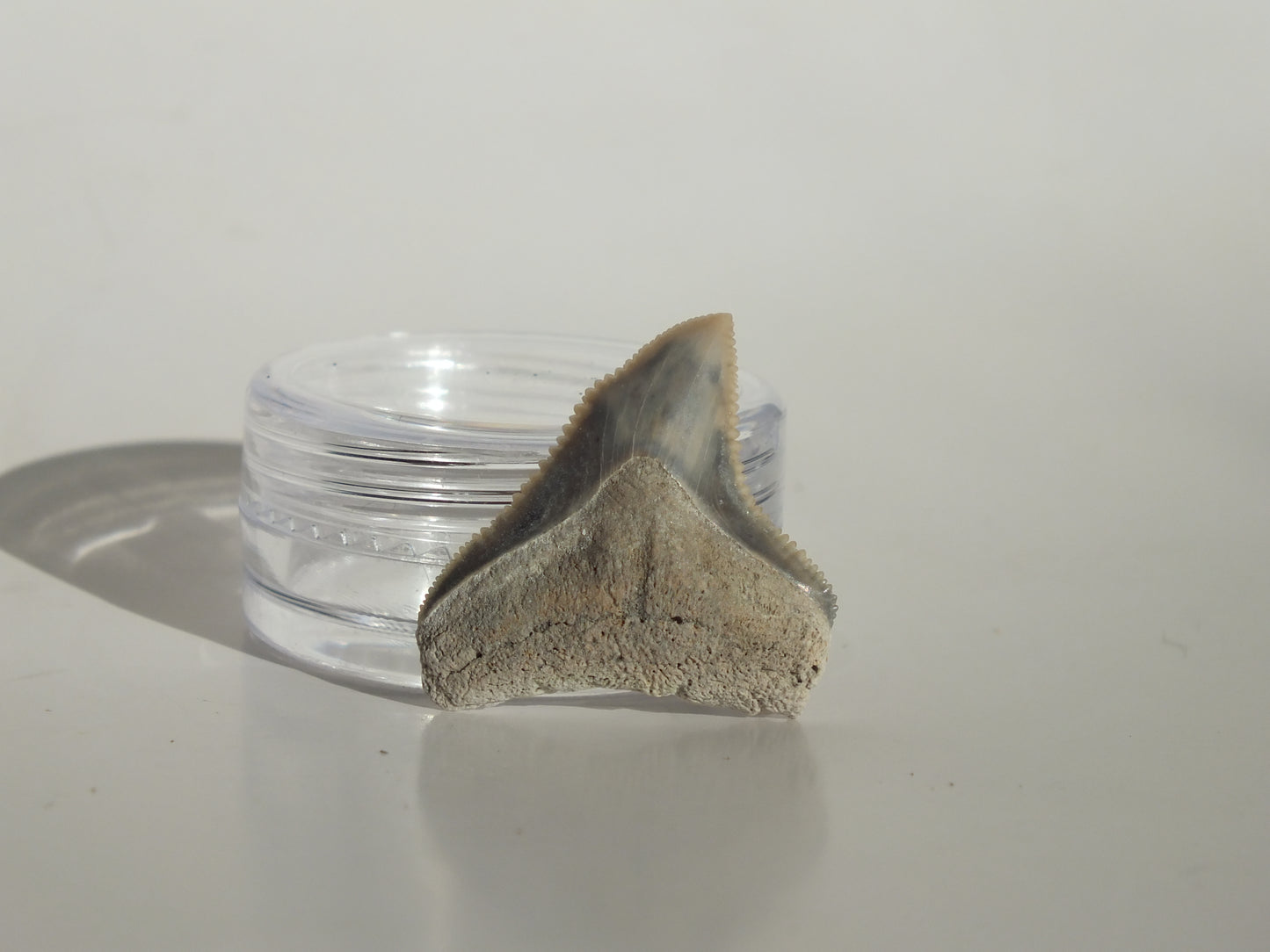 0.98" Dusky Shark Tooth (Lee Creek)