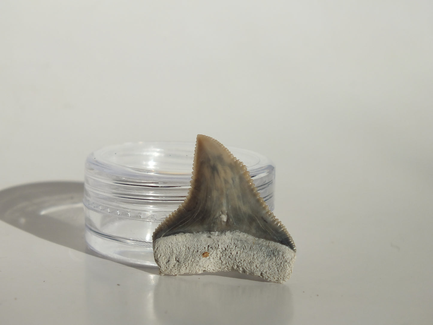 0.98" Dusky Shark Tooth (Lee Creek)