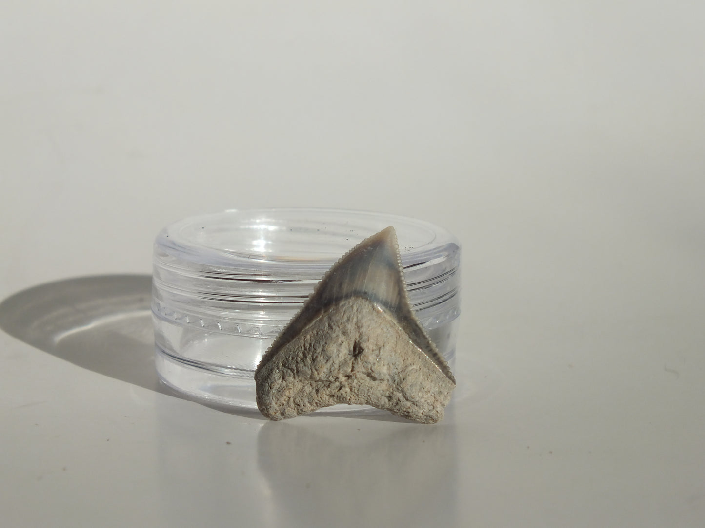 0.8" Dusky Shark Tooth (Lee Creek)