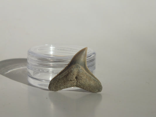 0.9" Dusky Shark Tooth (Lee Creek)